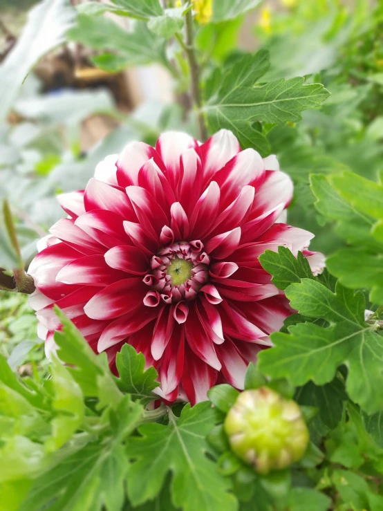 a red and white flower surrounded by green leaves, dahlias, trimmed with a white stripe, winter vibrancy, voluminous