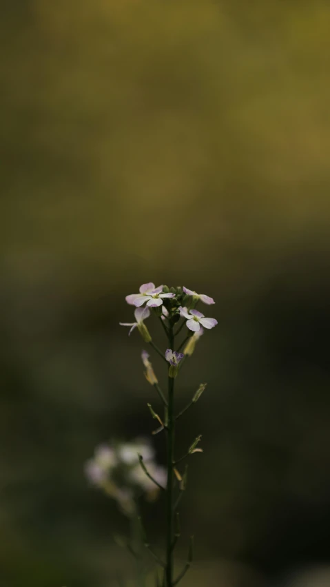 a small white flower sitting on top of a lush green field, unsplash, tonalism, low quality photo, lobelia, paul barson, on a gray background