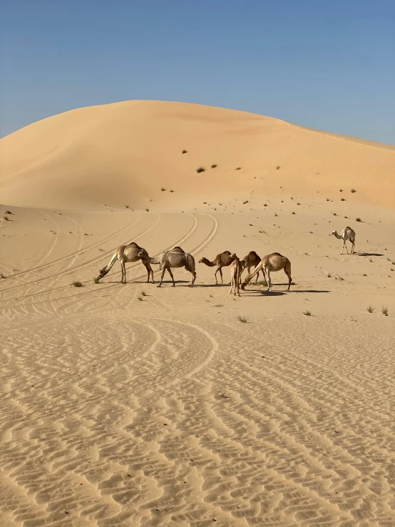 a group of camels walking across a desert, inspired by Frederick Goodall, pexels contest winner, dau-al-set, calmly conversing 8k, in the desert beside the gulf, slightly tanned, sand banks