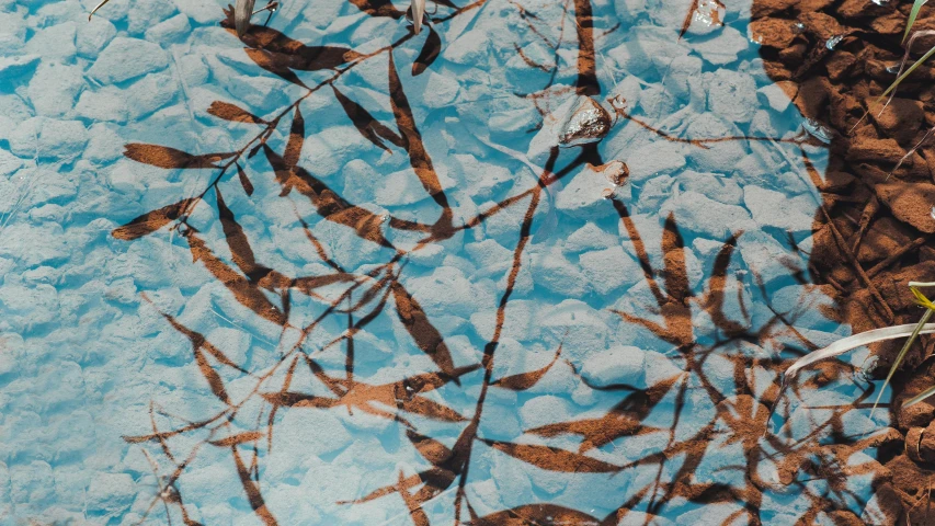 the reflection of a tree in a puddle of water, a microscopic photo, by Daniel Lieske, trending on pexels, lyrical abstraction, burnt sienna and cerulean blue, background image, leaves twigs wood, snow camouflage