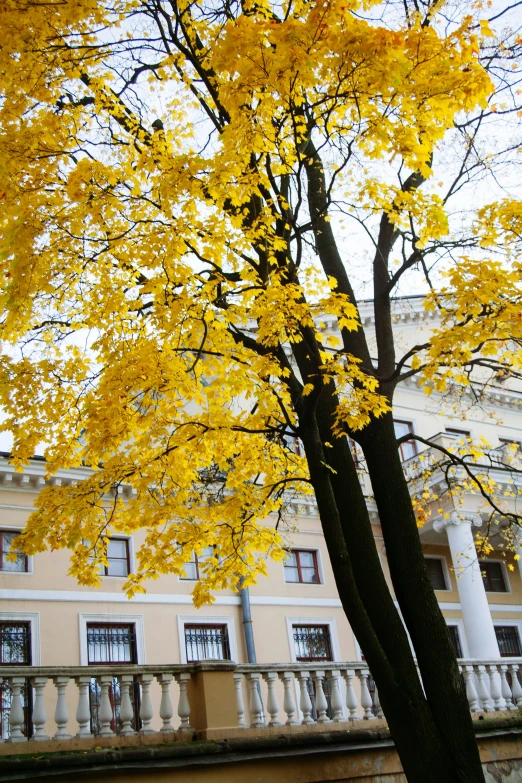 a tree with yellow leaves in front of a building, inspired by Nikolai Alekseyevich Kasatkin, neoclassicism, helsinki, shades of gold display naturally, split near the left, government archive