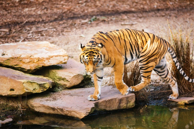 a tiger standing on a rock next to a body of water, sydney park, fan favorite, various posed