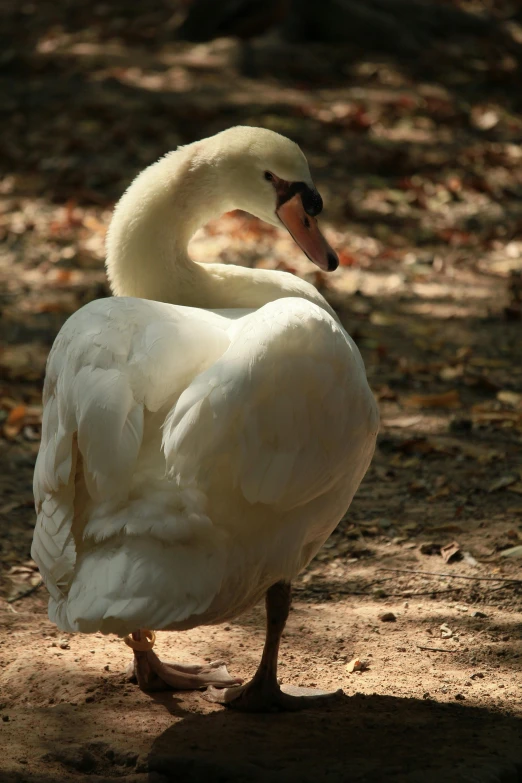 a white swan standing on top of a dirt field, posing for the camera