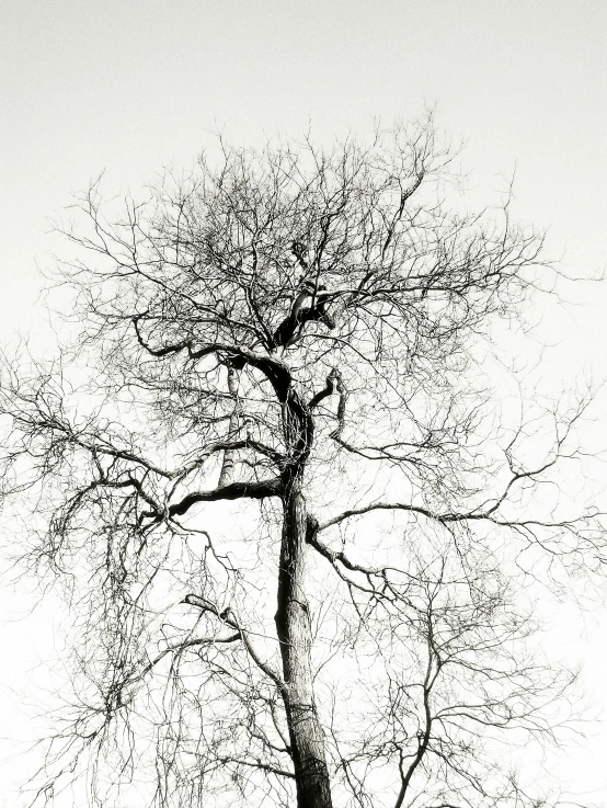 a black and white photo of a bare tree, inspired by Jung Park, unsplash, minimalism, 'white background'!!!, person made of tree, saatchi art, sandra pelser