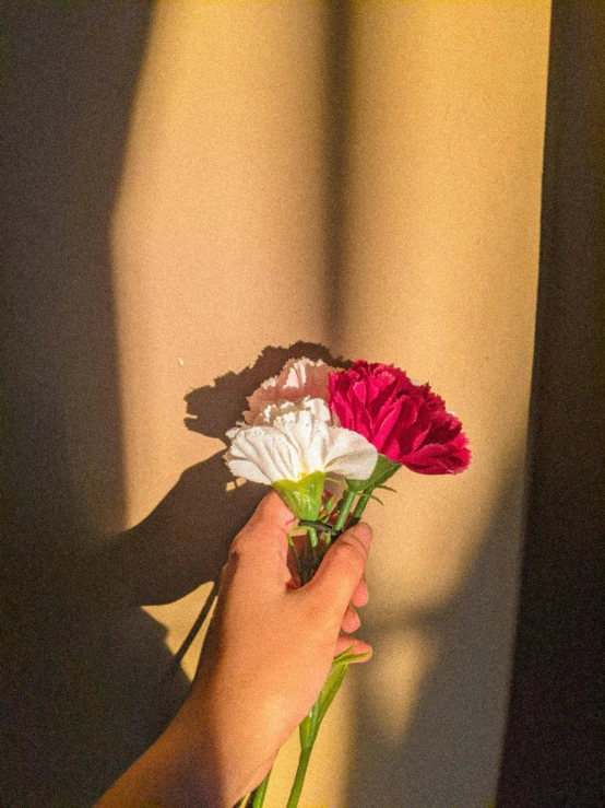 a person holding a bunch of flowers in their hand, shining light and shadow, instagram post, lit from the side, slightly tanned