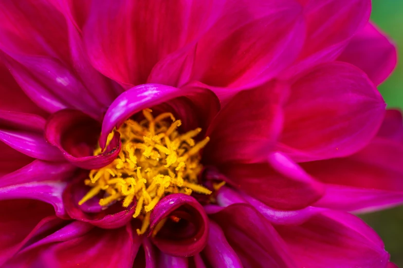 a close up of a pink flower with yellow stamen, pexels contest winner, magenta, bright colors ultrawide lens, dahlias, intricate details photograph