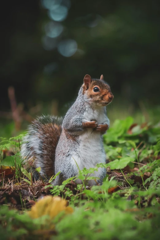 a squirrel standing on its hind legs in the grass, pexels contest winner, calmly conversing 8k, looking up at camera, grey, 3 woodland critters