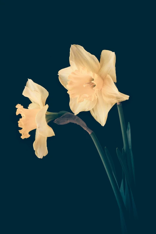 a vase filled with yellow flowers on top of a table, an album cover, inspired by Robert Mapplethorpe, unsplash, daffodils, on deep black velvet, pastel', studio medium format photograph