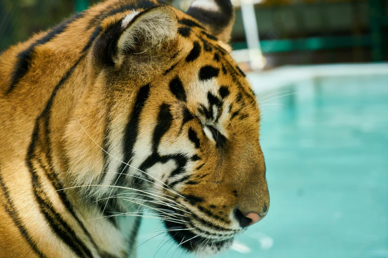 a close up of a tiger near a pool, unsplash, sumatraism, profile image, fan favorite, various posed, four legged