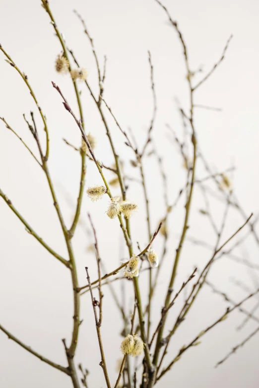 a vase filled with flowers on top of a table, betula pendula, with a white background, winter photograph, ultrafine detail