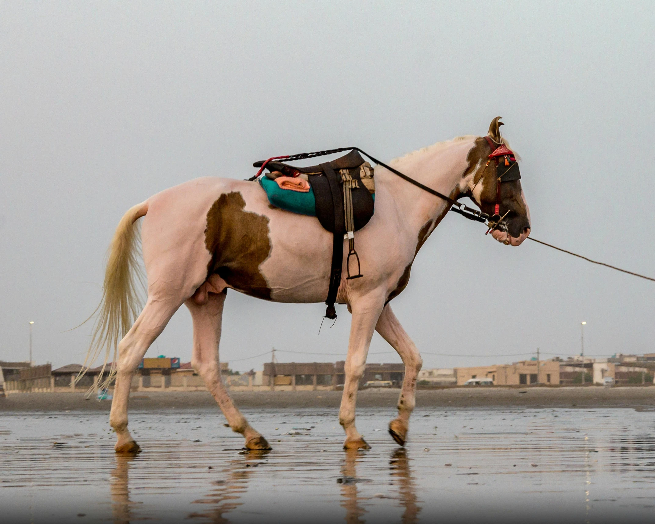 a person walking a horse on a beach, by Amir Zand, pexels contest winner, arabesque, carrying a saddle bag, ameera al-taweel, urban surroundings, horse laying down