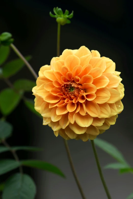 a close up of a yellow flower with green leaves, inspired by Tang Di, unsplash, arabesque, dahlias, pale orange colors, against dark background, on display