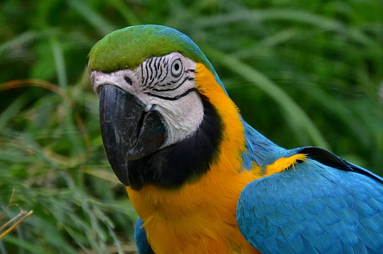 a blue and yellow parrot sitting on top of a tree branch, a portrait, pixabay contest winner, 🦩🪐🐞👩🏻🦳, colourful 4 k hd, taken in the late 2000s, brazilian