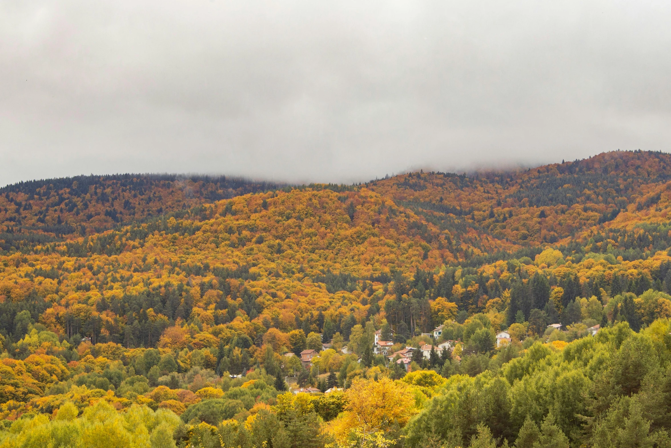 a herd of cattle grazing on top of a lush green field, a photo, pexels contest winner, hudson river school, withering autumnal forest, view of villages, overcast gray skies, german forest