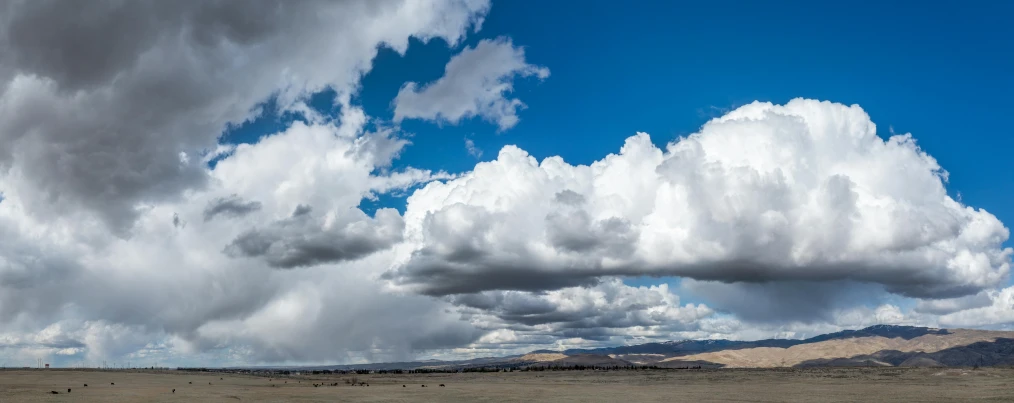 a herd of cattle standing on top of a dry grass covered field, unsplash, land art, giant cumulonimbus cloud, panoramic photography, photo of shiprock, background image