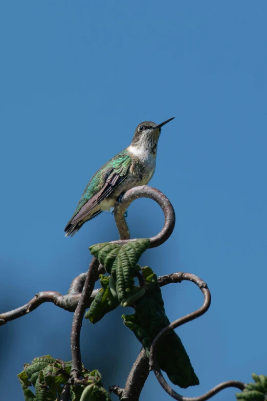 a hummingbird sitting on top of a tree branch, sitting on a curly branch, sitting down, tall