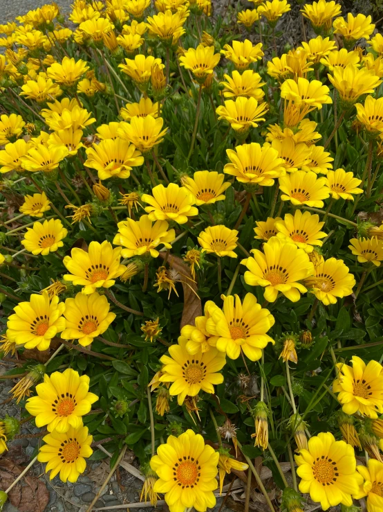 a close up of a bunch of yellow flowers, by Jan Theuninck, land art, oceanside, comfortable, # nofilter, low quality photo