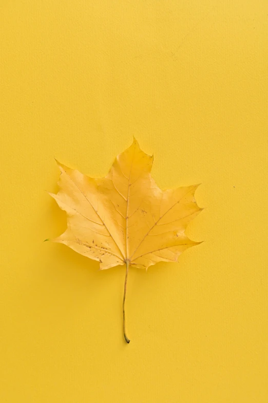 a yellow maple leaf on a yellow background, by Alison Geissler, trending on pexels, 15081959 21121991 01012000 4k, alessio albi, album cover, high-quality photo