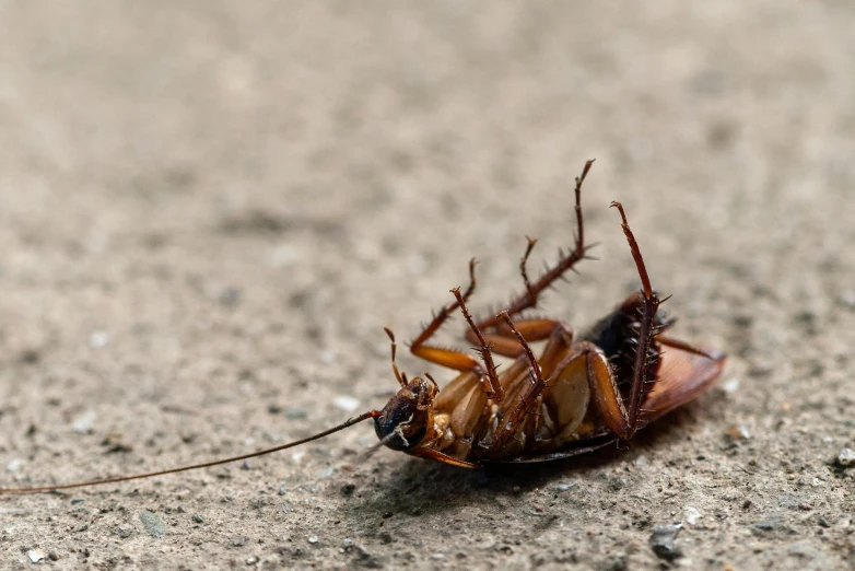 a close up of a dead cockpoach on the ground, a macro photograph, pexels contest winner, photorealism, 🦩🪐🐞👩🏻🦳, cockroach, brown, realistic »