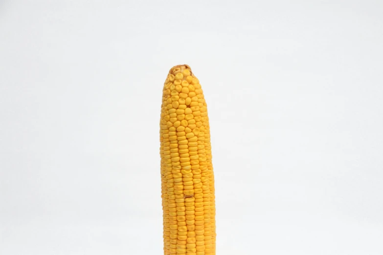 a close up of an ear of corn on a table, unsplash, photorealism, set against a white background, miniature product photo, 🦩🪐🐞👩🏻🦳, dezeen