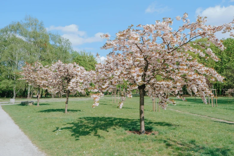 a couple of trees that are in the grass, inspired by Thomas Struth, unsplash, visual art, blossom sakura, berlin park, where a large, celebrating