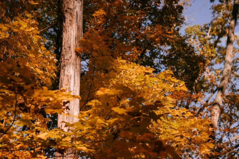 a red fire hydrant sitting in the middle of a forest, by Carey Morris, shades of gold display naturally, leaves in foreground, some zoomed in shots, cinematic shot ar 9:16 -n 6 -g