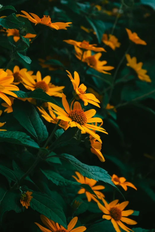 a bunch of yellow flowers sitting on top of a lush green field, inspired by Elsa Bleda, trending on unsplash, dark green leaves, yellow-orange, dark. no text, portrait photo