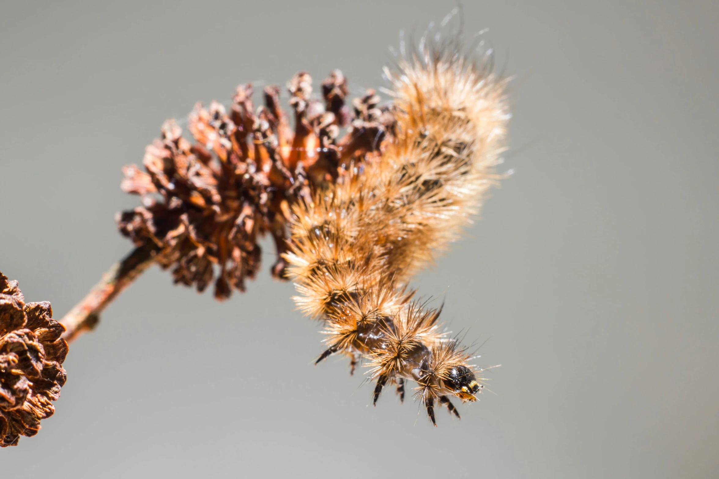 a close up of a plant with a bug on it, a macro photograph, by Jan Rustem, hurufiyya, fluffy tail, cone, thumbnail, brown