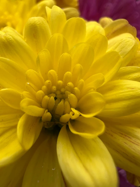 a close up of a yellow and red flower