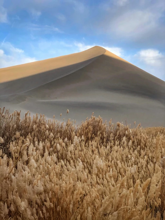 a field of tall grass with a large sand dune in the background, by Carey Morris, unsplash contest winner, land art, chile, tooth wu : : quixel megascans, background image, sand - colored walls