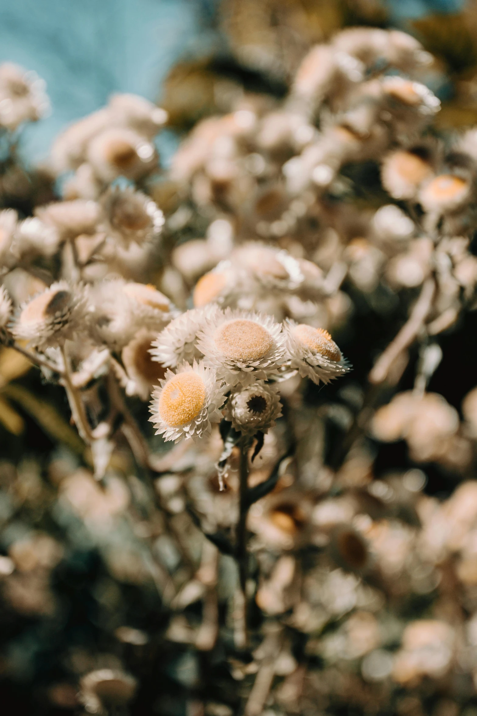 a bunch of dried flowers with a blue sky in the background, trending on unsplash, flannel flower, eyeball growing form tree branch, cotton candy bushes, gold flaked flowers