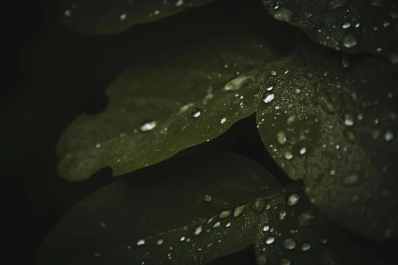 a close up of a leaf with water droplets on it, inspired by Elsa Bleda, unsplash, alessio albi, marijuana leaves ) wet, high details photo