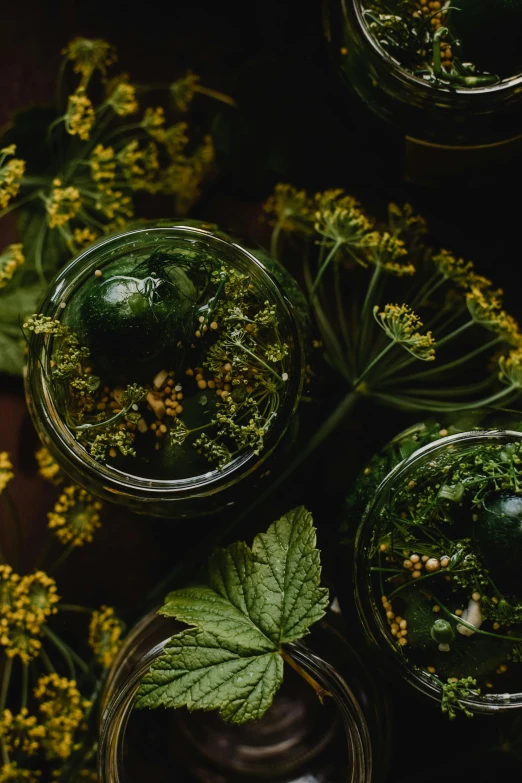 a table topped with jars filled with plants, by Else Alfelt, unsplash, renaissance, top down shot, pickle, lush greens, hemlocks