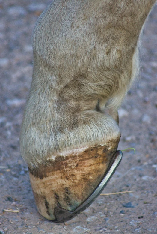 a close up of the foot of a horse, ready to eat, at full stride, very vascular, nose made of wood