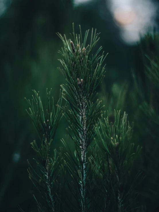 a close up of a pine tree with a blurry background, inspired by Elsa Bleda, trending on unsplash, sustainable materials, dark forest in the background, ((trees))