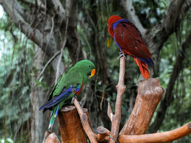 a couple of birds sitting on top of a tree branch, brightly coloured, in the zoo exhibit, eucalyptus trees, 2 animals