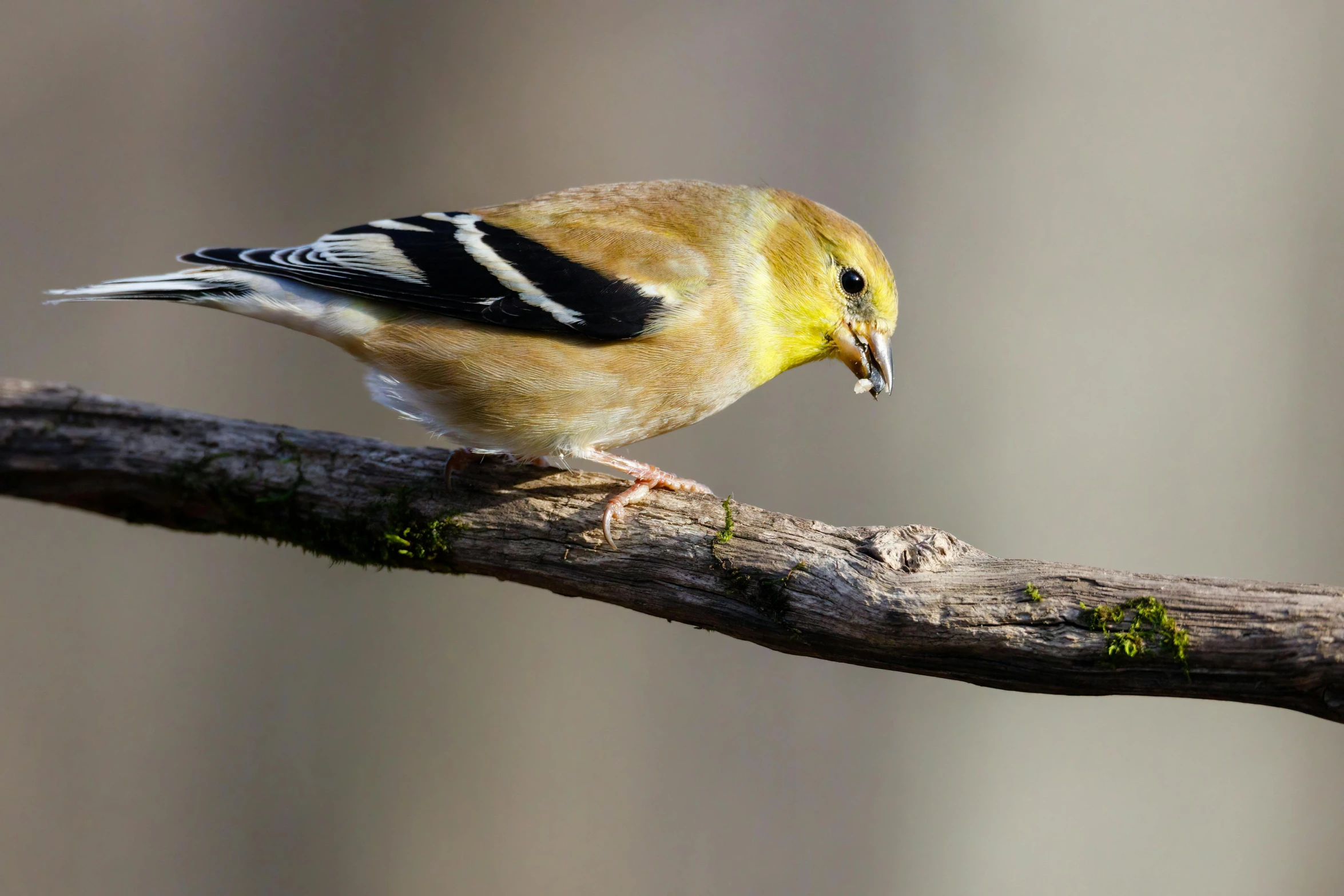 a small bird sitting on top of a tree branch, by Jim Nelson, trending on pexels, baroque, eating, a blond, yellowed with age, sports photo