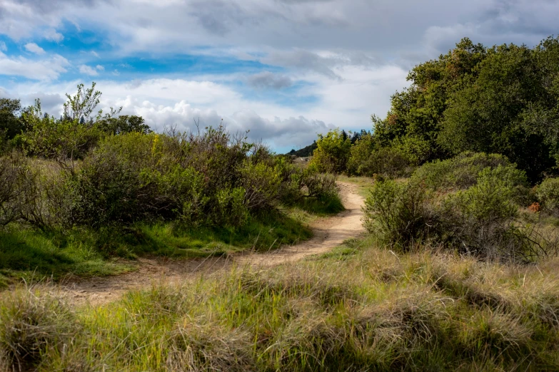 a dirt road surrounded by tall grass and trees, unsplash, malibu canyon, 2 5 6 x 2 5 6 pixels, today\'s featured photograph 4k, “puffy cloudscape