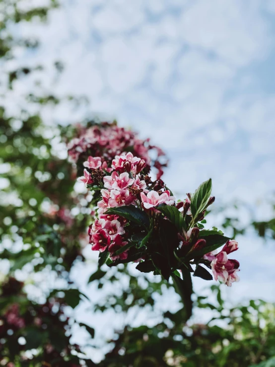 a bunch of pink flowers sitting on top of a tree, unsplash, happening, background image, trending photo, lomography photo, high quality image