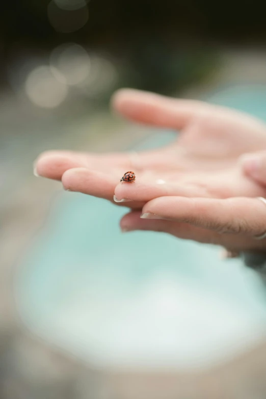 a ladybug sitting on a persons hand near a pool, a macro photograph, by Elsa Bleda, unsplash, renaissance, very tiny, close-up of thin soft hand, hyperrealistic ”