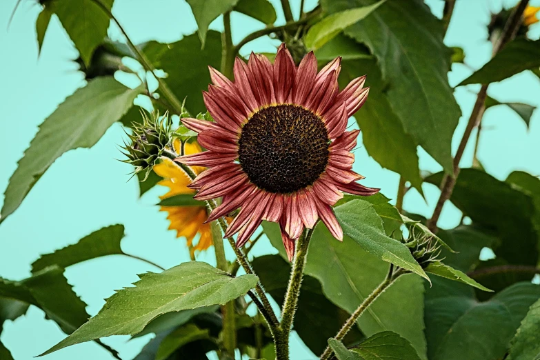 a close up of a sunflower with a blue sky in the background, a colorized photo, by Carey Morris, pexels contest winner, renaissance, mauve and cinnabar and cyan, brown flowers, gray, summer sunlight
