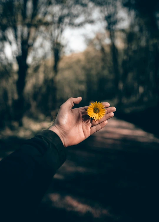 a person holding a yellow flower in their hand, pexels contest winner, paul barson, 'wherever you go, holding a 🛡 and an 🪓, without text