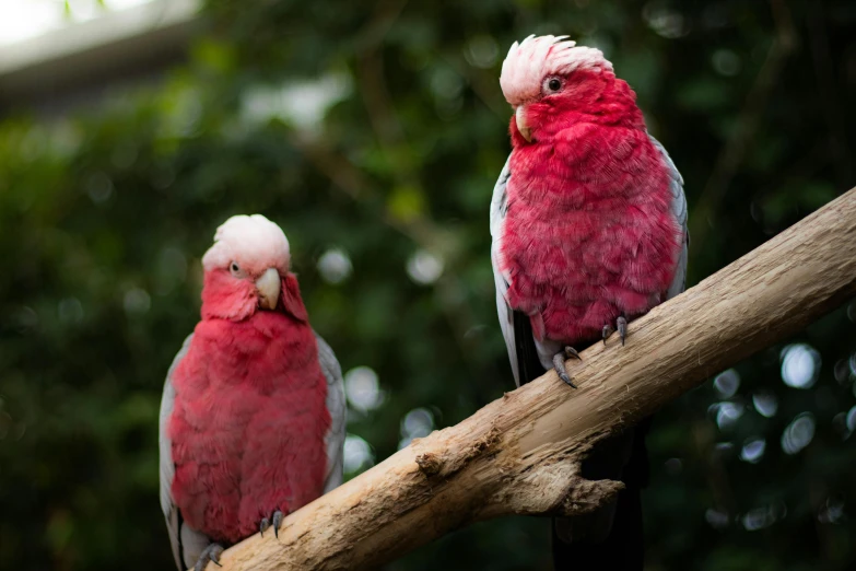 a couple of birds sitting on top of a tree branch, a portrait, pexels contest winner, baroque, pink and red color scheme, australia, 🦩🪐🐞👩🏻🦳, pink white and green