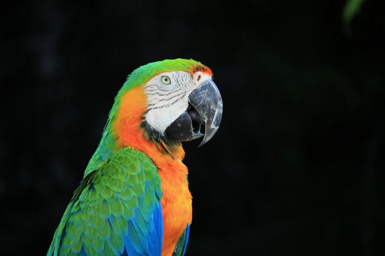 a colorful parrot sitting on top of a tree branch, a portrait, pexels contest winner, chartreuse and orange and cyan, with a black background, taken in the early 2020s, colorful”