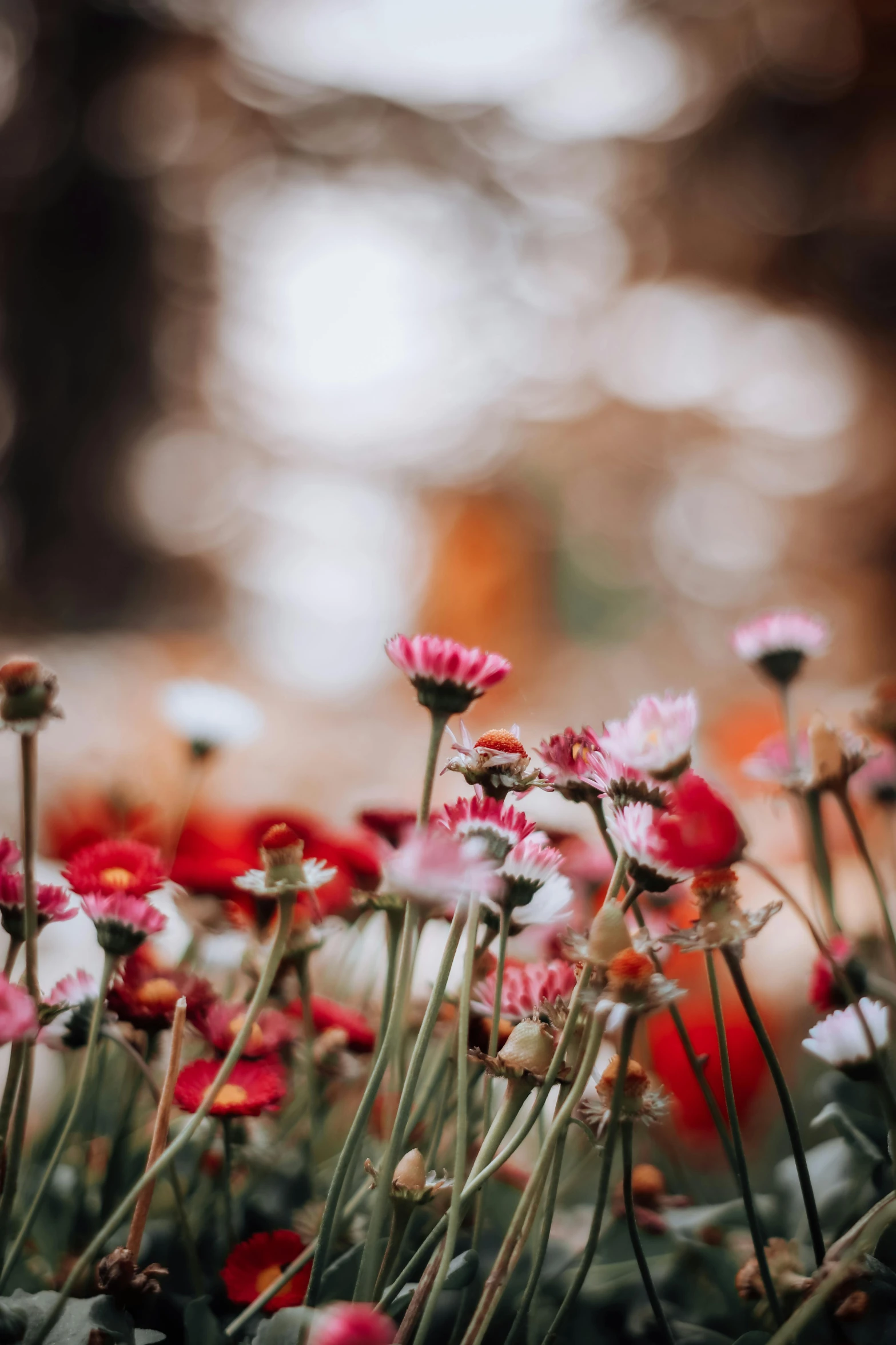 a field of red and white flowers with trees in the background, by Niko Henrichon, trending on unsplash, romanticism, pink orange flowers, tiny crimson petals falling, indoor picture, australian wildflowers