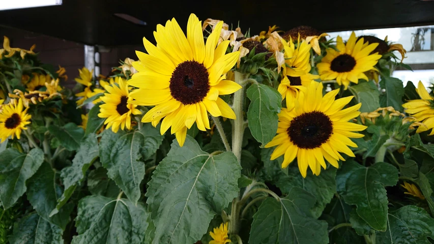 a field of sunflowers in front of a building, colour photograph, ready to eat, close up front view, hanging