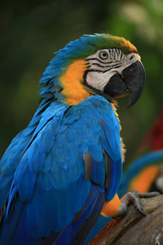 a blue and yellow parrot sitting on top of a tree branch, up-close, blue and orange, multicoloured