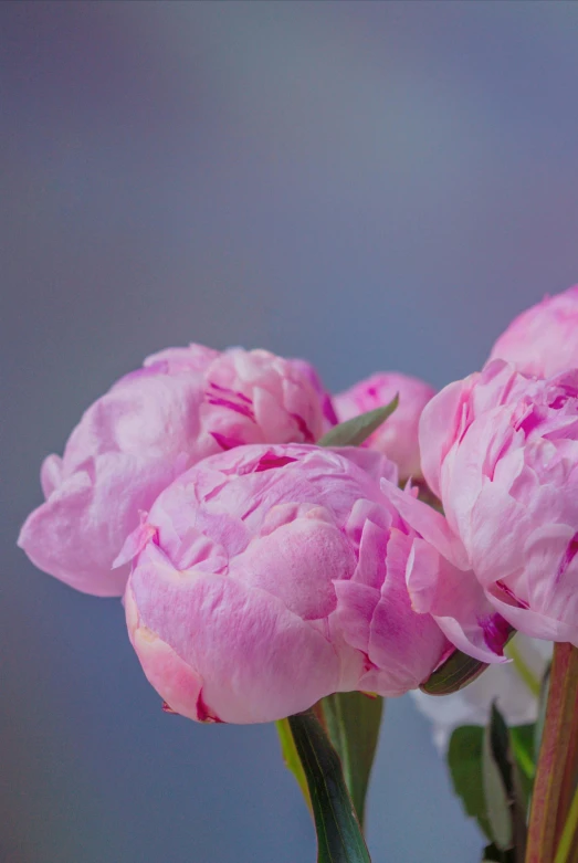 a close up of some pink flowers in a vase, inspired by Frederick Goodall, unsplash, paul barson, peony, grey, idyllic