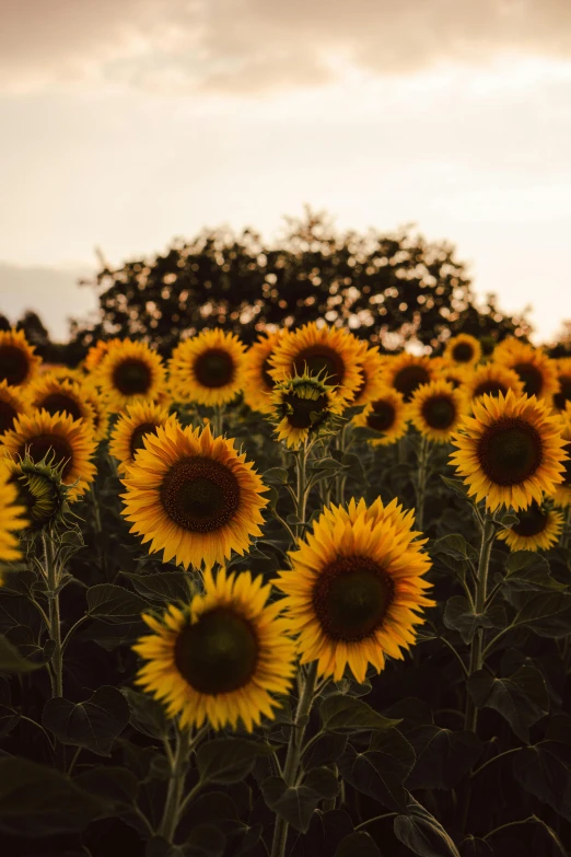 a field of sunflowers under a cloudy sky, a picture, trending on unsplash, evening sun, bed of flowers on floor, on display, group photo