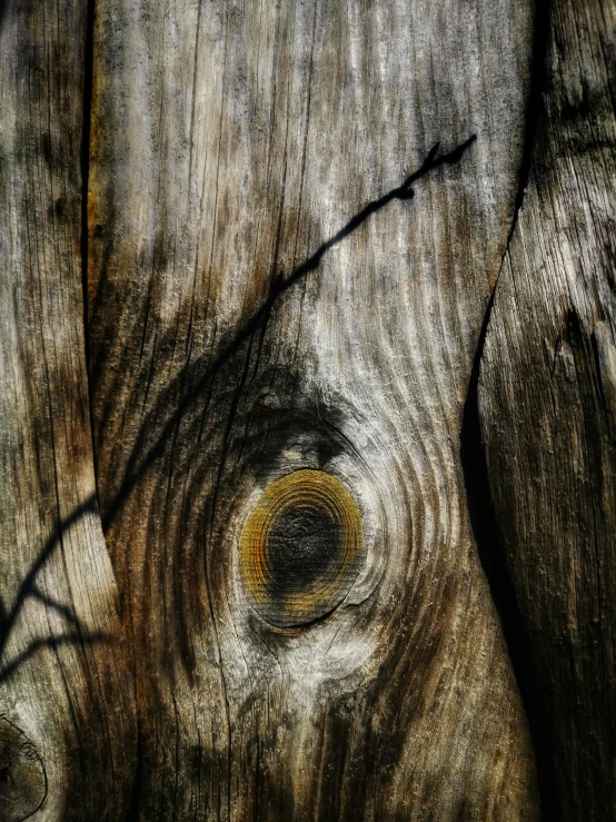 a close up of a piece of wood with a plant growing out of it, inspired by Max Ernst, art photography, eyes in the trees, muted brown yellow and blacks, photography ), intense shadows